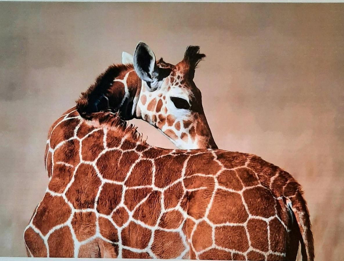 Serengeti Nap Comfy Rooms Sidari  Luaran gambar